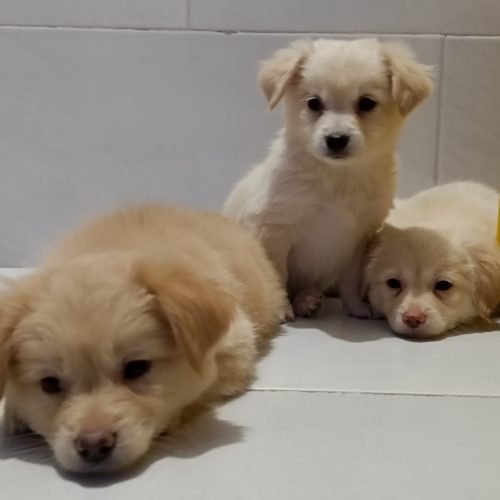 توله سگ پامر اشپیتز