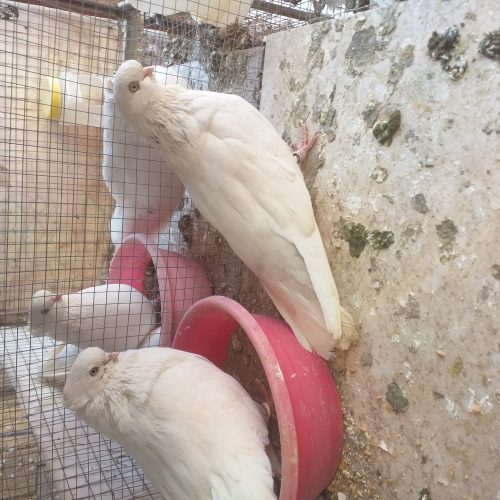 کبوتر نوک ریز چشم و نوک سفید.  قنار