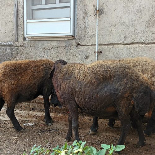 3 عدد گوسفند جوان آبستن    2 ماه شکم