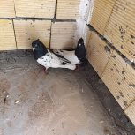 کبوتر و کفتر