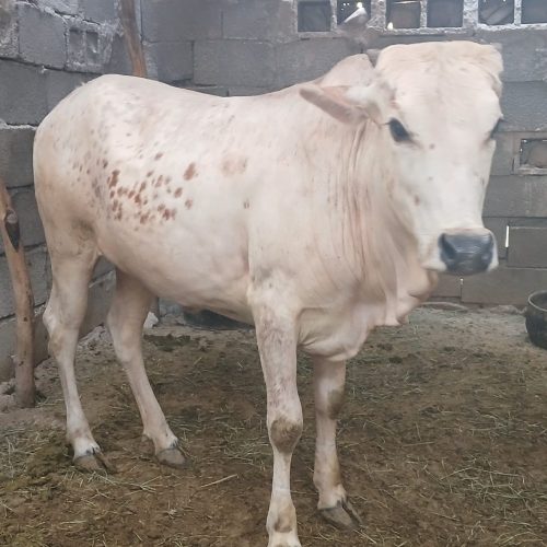 فروش دو عدد گاو ماده