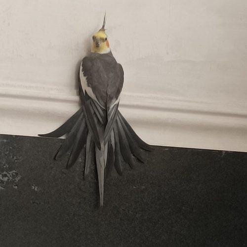 جفت عروس هلندی مولد