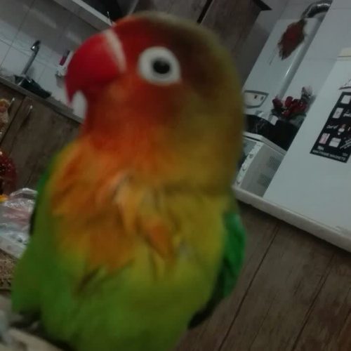 کوتوله برزیلی