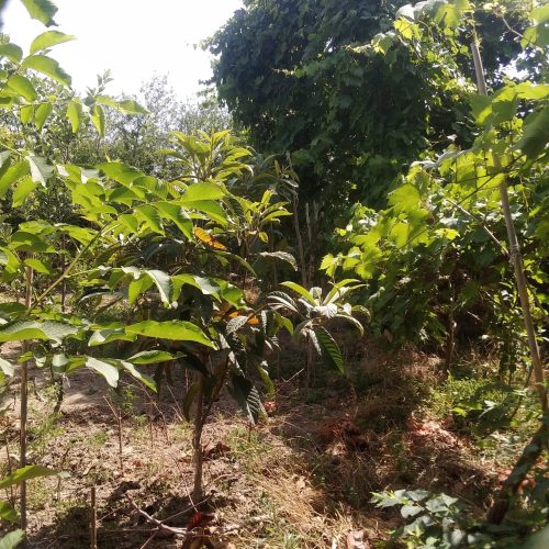 زمین خانه سرا