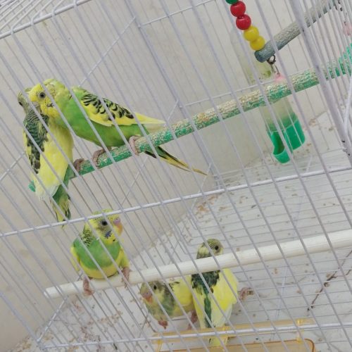 مرغ عشق
