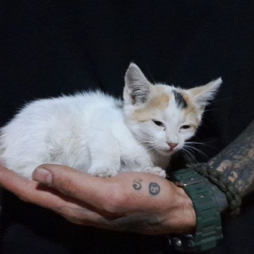 واگذاری بچه گربه