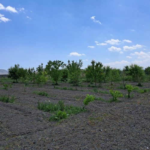 باغ 1050 متری سعیدلو با چاه آب مستقل لوله کشی شده