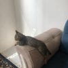 بچه گربه حدودا 3 ماهه برای فروش