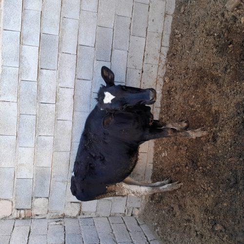 گاو به همراه گوساله