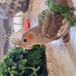 عروس هلندی ماده