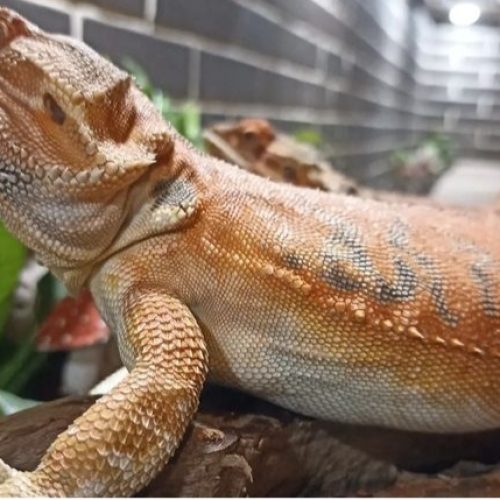 بیردد دراگون(اژدهای ریش دار)