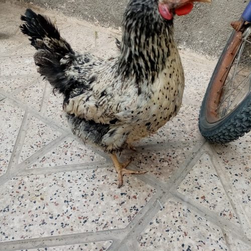 مرغ وخروس دورگه