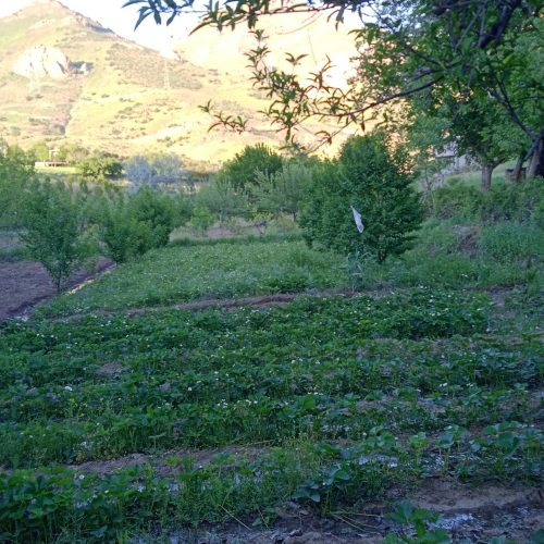 زمین وباغ عالی