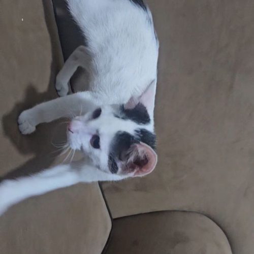 واگذاری گربه