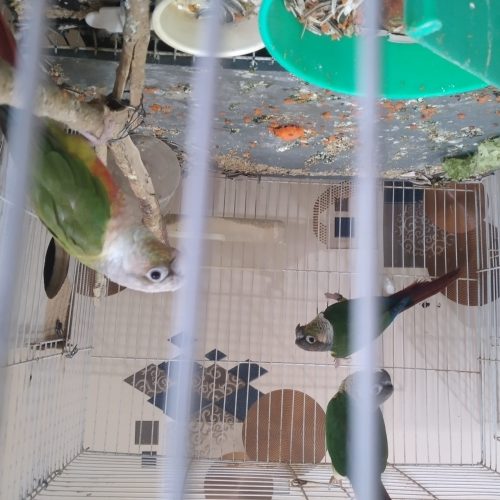 دوتا گرینچیک و کتوله