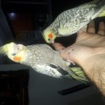 عروس هلندی نر و ماده 3 ماهه سخنگو