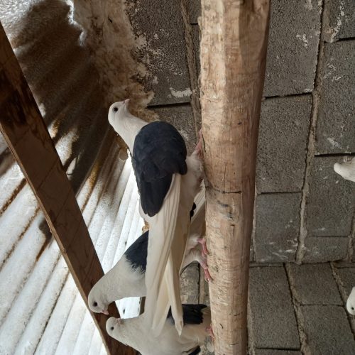 کبوتر پشت دار قطعه بزرگ