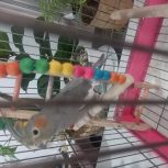 عروس هلندی ماده