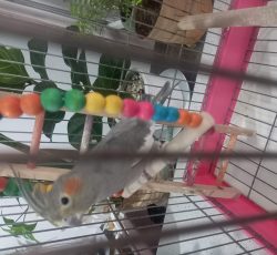 عروس هلندی ماده