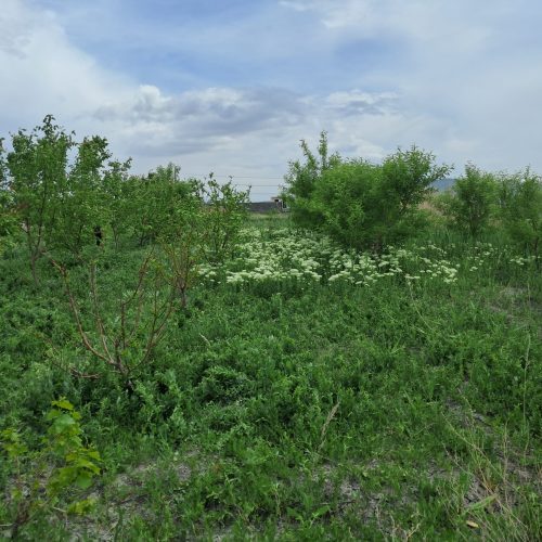 باغ 1050 متری با درختان بارده