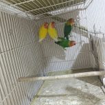 فروش دو جفت کوتوله برزیلی