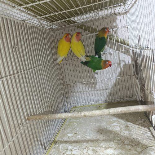 فروش دو جفت کوتوله برزیلی