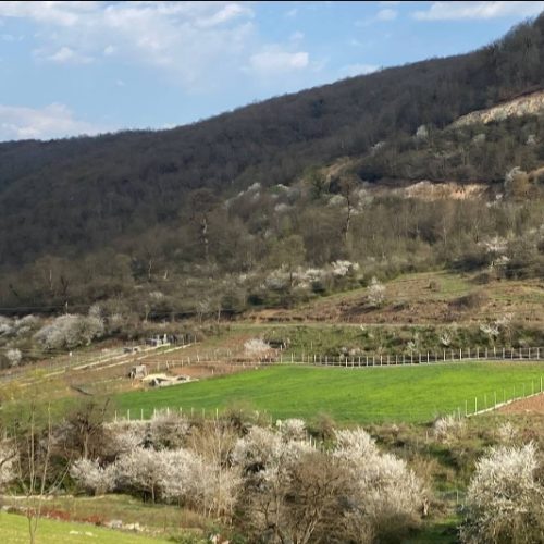 فروش زمین باغی