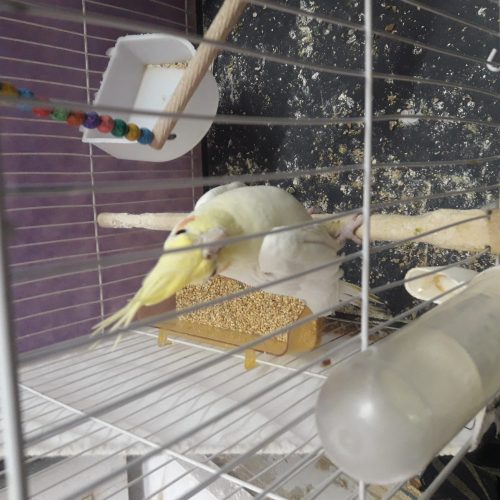 عروس هلندی لوتینو