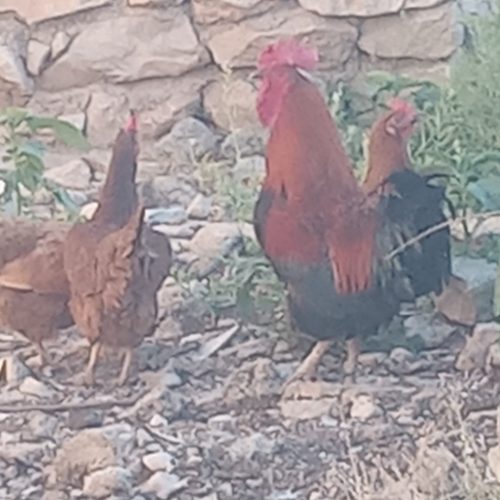 یک عدد خروس جنگی