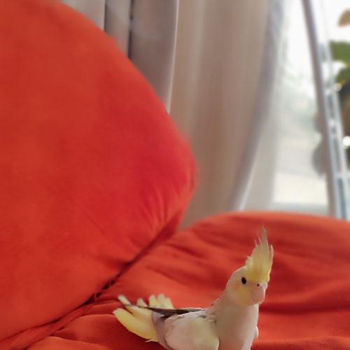 عروس هلندی جفت 2ماهه