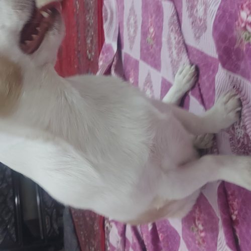 یک قلاده سگ اشپیتز