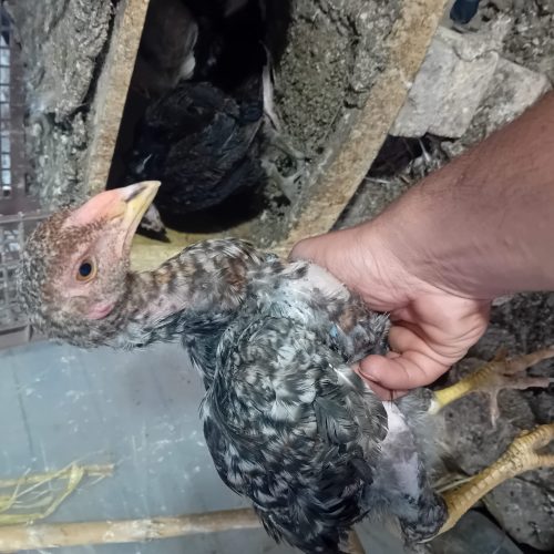 جوجه لاری نژاد اصیل