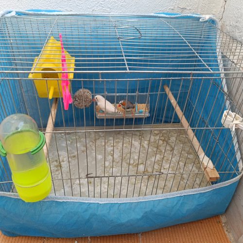 4عدد فنچ سالم با 2عدد قفس زیبا    1200000هزار تومان