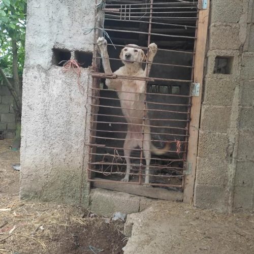 سگ سرابی 10 ماه ماده