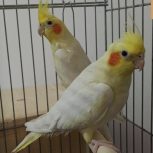 عروس هلندی لوتینو