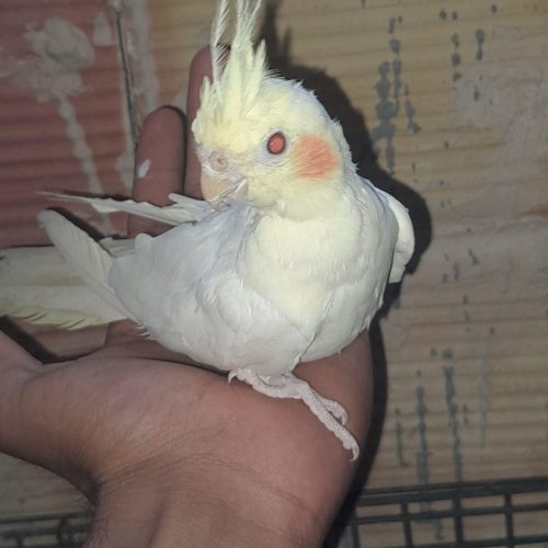 عروس هلندی و کبوتر