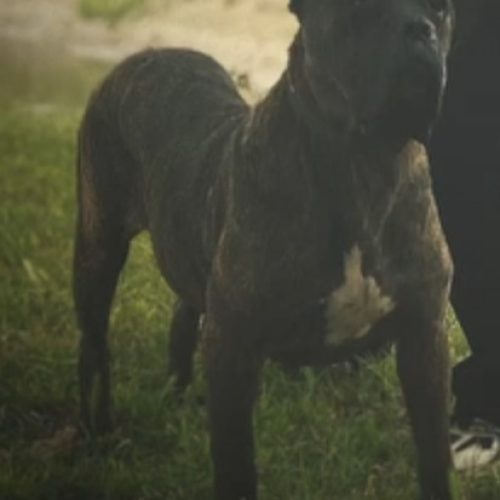 سگ کنگوسور بسیار عالی گوش و دم عمل شده