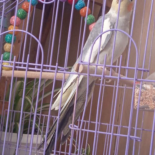 عروس هلندی سخنگو