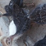 جوجه بوغلمون 50 روز