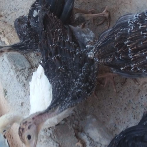 جوجه بوغلمون 50 روز