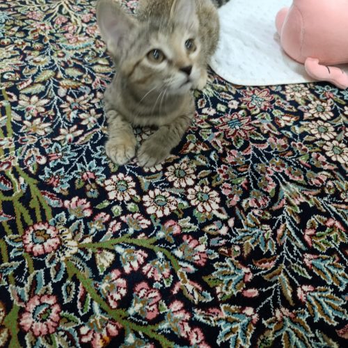 توله گربه 3 ماهه شناسنامه دار