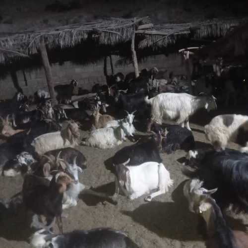 فروش 100راس حیوون تظمینی