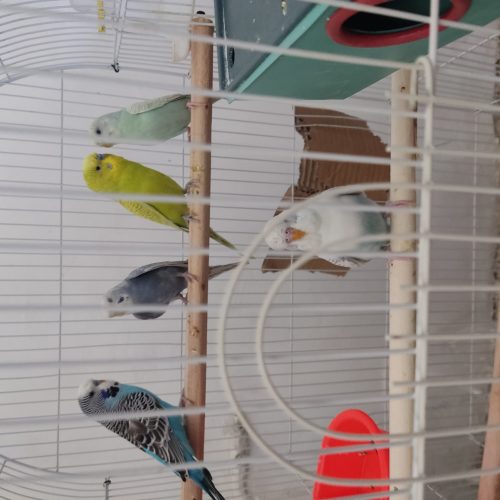 مرغ عشق انگلیسی