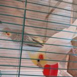 چهارجفت عروس