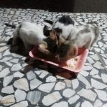 واگذاری بچه گربه