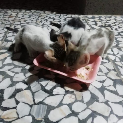 واگذاری بچه گربه