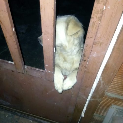 4 تا توله سگ‌سی روزه سامویید به همراه سک خودش سفید و مشکی و مرمی