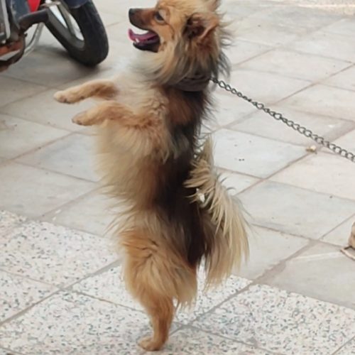 سگ شیتزو 9ماهه