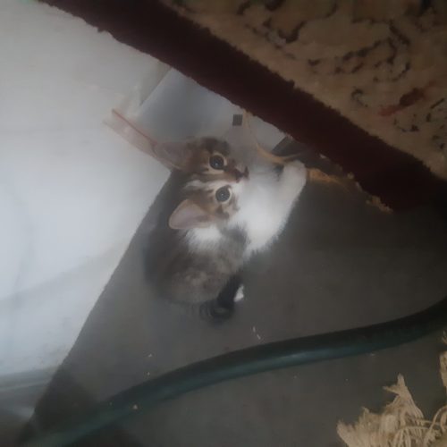 بچه گربه 1ماهه نر