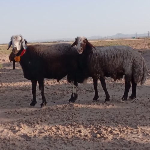 دوعددقوچ جوان ب شرط